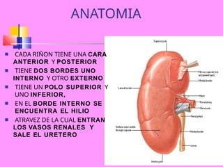 ANATO RIÑON Y URETERES ARANZA MEX28.pptx