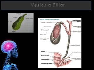 Hígado y vesícula biliar situación anatómica | PPT
