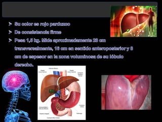 Hígado y vesícula biliar situación anatómica | PPT