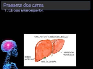 Hígado y vesícula biliar situación anatómica | PPT