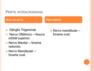 PARTE INTRACRANIANA 
Raiz sensitiva Raiz motora 
 Gânglio Trigeminal; 
 Nervo Oftálmico – fissura 
orbital superior; 
 Nervo Maxilar – forame 
redondo; 
 Nervo Mandibular – 
forame oval. 
 Nervo mandibular – 
forame oval; 
 