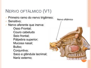 NERVO OFTÁLMICO (V1) 
 Primeiro ramo do nervo trigêmeo; 
 Sensitivo; 
 Nervo aferente que inerva: 
Osso Frontal; 
Couro cabeludo 
Seio frontal; 
Pálpebra superior; 
Mucosa nasal; 
Bulbo; 
Conjuntiva; 
Saco e glândula lacrimal; 
Nariz externo; 
Nervo oftálmico 
 