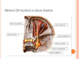 NERVO OFTÁLMICO E SEUS RAMOS 
 