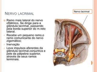 NERVO LACRIMAL 
 Ramo mais lateral do nervo 
oftálmico. Se dirige para a 
glândula lacrimal, passando 
pela borda superior do m.reto 
lateral. 
 Recebe um pequeno ramo,o 
ramo comunicante do nervo 
zigomático; 
 Inervação 
 Leva impulsos aferentes da 
glândula lacrimal,conjuntiva e 
pele da pálpebra superior, 
através de seus ramos 
terminais. 
Nervo lacrimal 
 