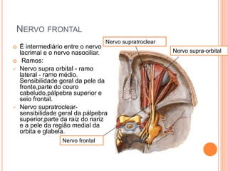 NERVO FRONTAL 
 É intermediário entre o nervo 
lacrimal e o nervo nasociliar. 
 Ramos: 
 Nervo supra orbital - ramo 
lateral - ramo médio. 
Sensibilidade geral da pele da 
fronte,parte do couro 
cabeludo,pálpebra superior e 
seio frontal. 
 Nervo supratroclear-sensibilidade 
geral da pálpebra 
superior,parte da raiz do nariz 
e a pele da região medial da 
orbita e glabela. 
Nervo supratroclear 
Nervo supra-orbital 
Nervo frontal 
 