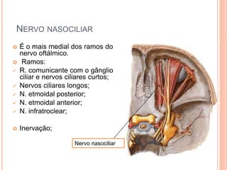 NERVO NASOCILIAR 
 É o mais medial dos ramos do 
nervo oftálmico. 
 Ramos: 
 R. comunicante com o gânglio 
ciliar e nervos ciliares curtos; 
 Nervos ciliares longos; 
 N. etmoidal posterior; 
 N. etmoidal anterior; 
 N. infratroclear; 
 Inervação; 
Nervo nasociliar 
 