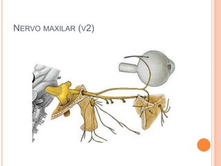 NERVO MAXILAR (V2) 
 