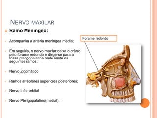 NERVO MAXILAR 
 Ramo Meníngeo: 
 Acompanha a artéria meníngea média; 
 Em seguida, o nervo maxilar deixa o crânio 
pelo forame redondo e dirige-se para a 
fossa pterigopalatina onde emite os 
seguintes ramos: 
 Nervo Zigomático 
 Ramos alveolares superiores posteriores; 
 Nervo Infra-orbital 
 Nervo Pterigopalatino(medial); 
Forame redondo 
 