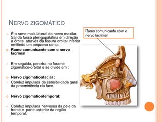 NERVO ZIGOMÁTICO 
 É o ramo mais lateral do nervo maxilar. 
Sai da fossa pterigopalatina em direção 
a órbita através da fissura orbital inferior 
emitindo um pequeno ramo: 
 Ramo comunicante com o nervo 
lacrimal 
 Em seguida, penetra no forame 
zigomático-orbital e se divide em : 
 Nervo zigomáticofacial : 
 Conduz impulsos de sensibilidade geral 
da proeminência da face. 
 Nervo zigomaticotemporal: 
 Conduz impulsos nervosos da pele da 
fronte e parte anterior da região 
temporal; 
Ramo comunicante com o 
nervo lacrimal 
 