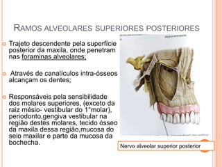 RAMOS ALVEOLARES SUPERIORES POSTERIORES 
 Trajeto descendente pela superfície 
posterior da maxila, onde penetram 
nas foraminas alveolares; 
 Através de canalículos intra-ósseos 
alcançam os dentes; 
 Responsáveis pela sensibilidade 
dos molares superiores, (exceto da 
raiz mésio- vestibular do 1°molar), 
periodonto,gengiva vestibular na 
região destes molares, tecido ósseo 
da maxila dessa região,mucosa do 
seio maxilar e parte da mucosa da 
bochecha. 
Nervo alveolar superior posterior 
 