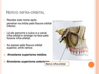 NERVO INFRA-ORBITAL 
 Recebe este nome após 
penetrar na órbita pela fissura orbital 
inferior; 
 Lá ele percorre o sulco e o canal 
infra-orbital e emerge na face pelo 
forame infra-orbital, 
 Ao passar pela fissura orbital 
superior, emiti ramos: 
 Alveolares superiores médios 
 Alveolares superiores anteriores 
Nervo infra-orbital 
 