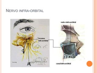 NERVO INFRA-ORBITAL 
 