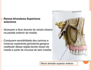  Ramos Alveolares Superiores 
anteriores 
 Alcançam a face através de canais ósseos 
na parede anterior da maxila; 
 Conduzem sensibilidade dos caninos e 
incisivos superiores,periodonto,gengiva 
vestibular dessa região,tecido ósseo da 
maxila e parte da mucosa do seio maxilar. 
Nervo alveolar superior anterior 
 