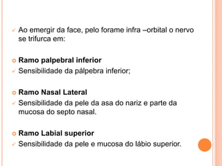 Ao emergir da face, pelo forame infra –orbital o nervo 
se trifurca em: 
 Ramo palpebral inferior 
 Sensibilidade da pálpebra inferior; 
 Ramo Nasal Lateral 
 Sensibilidade da pele da asa do nariz e parte da 
mucosa do septo nasal. 
 Ramo Labial superior 
 Sensibilidade da pele e mucosa do lábio superior. 
 