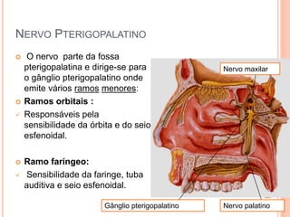 NERVO PTERIGOPALATINO 
 O nervo parte da fossa 
pterigopalatina e dirige-se para 
o gânglio pterigopalatino onde 
emite vários ramos menores: 
 Ramos orbitais : 
 Responsáveis pela 
sensibilidade da órbita e do seio 
esfenoidal. 
 Ramo faríngeo: 
 Sensibilidade da faringe, tuba 
auditiva e seio esfenoidal. 
Gânglio pterigopalatino 
Nervo maxilar 
Nervo palatino 
 
