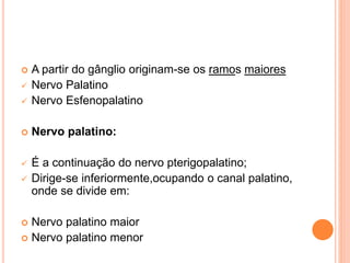  A partir do gânglio originam-se os ramos maiores 
 Nervo Palatino 
 Nervo Esfenopalatino 
 Nervo palatino: 
 É a continuação do nervo pterigopalatino; 
 Dirige-se inferiormente,ocupando o canal palatino, 
onde se divide em: 
 Nervo palatino maior 
 Nervo palatino menor 
 