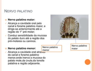 NERVO PALATINO 
 Nervo palatino maior: 
 Alcança a cavidade oral pelo 
canal e forame palatino maior, e 
dirige-se anteriormente até a 
região do 1° pré molar; 
 Conduz sensibilidade da mucosa 
do palato duro até a região dos 
pré-molares ou caninos. 
 Nervo palatino menor: 
 Alcança a cavidade oral através 
do canal e forame palatino 
menor,onde inerva a mucosa do 
palato mole,da úvula,da tonsila 
palatina e região adjacente. 
Nervo palatino 
maior 
Nervo palatino 
menor 
 