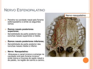 NERVO ESFENOPALATINO 
 Penetra na cavidade nasal pelo forame 
esfenopalatino e emite os seguintes 
ramos: 
 Ramos nasais posteriores 
superiores; 
 Sensibilidade da parte posterior das 
conchas nasais superiores e média. 
 Ramos nasais posteriores inferiores; 
 Sensibilidade da parte posterior das 
conchas nasais média e inferior. 
 Nervo Nasopalatino: 
 Atravessa o canal incisivo e emerge na 
cavidade oral pelo forame incisivo, 
onde inerva a mucosa do septo nasal e 
do palato, na região de canino a canino. 
Nervo nasopalatino 
 