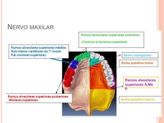 NERVO MAXILAR 
Nervo nasopalatio 
Ramos alveolares 
superiores A,Me 
P 
 