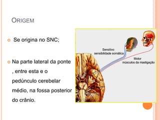 ORIGEM 
 Se origina no SNC; 
 Na parte lateral da ponte 
, entre esta e o 
pedúnculo cerebelar 
médio, na fossa posterior 
do crânio. 
 