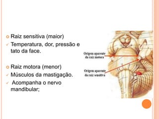  Raiz sensitiva (maior) 
 Temperatura, dor, pressão e 
tato da face. 
 Raiz motora (menor) 
 Músculos da mastigação. 
 Acompanha o nervo 
mandibular; 
 