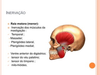 INERVAÇÃO 
 Raiz motora (menor): 
 Inervação dos músculos da 
mastigação : 
 Temporal ; 
Masseter; 
 Pterigóideo lateral, 
Pterigóideo medial; 
 Ventre anterior do digástrico; 
 tensor do véu palatino; 
 tensor do tímpano ; 
 milo-hióideo. 
 