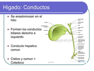 Anato y fisio digestivo | PPT