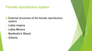 Female reproductive system
 External structures of the female reproductive
system
 Labia majora
 Labia Minora
 Bartholin’s Gland
 Clitoris
 