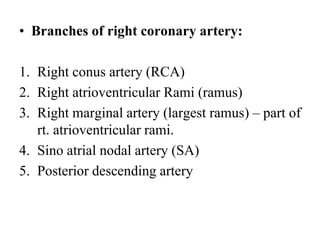 Marginal Ramus Anatomy & physiology of cardiovascular system | PPT