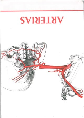 Anatomia secretos mellonis  arterias 