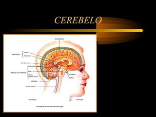 CEREBELO
 
