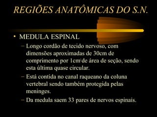 REGIÕES ANATÔMICAS DO S.N.
• MEDULA ESPINAL
– Longo cordão de tecido nervoso, com
dimensões aproximadas de 30cm de
comprimento por 1cm2
de área de seção, sendo
esta última quase circular.
– Está contida no canal raqueano da coluna
vertebral sendo também protegida pelas
meninges.
– Da medula saem 33 pares de nervos espinais.
 