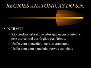 REGIÕES ANATÔMICAS DO S.N.
• NERVOS
– São cordões esbranquiçados que unem o sistema
nervoso central aos órgãos periféricos.
– União com o encéfalo: nervos cranianos.
– União com com a medula: nervos espinhais
 