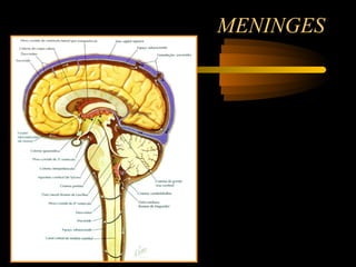 MENINGES
 