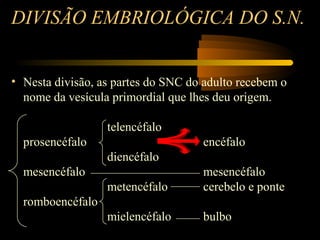 DIVISÃO EMBRIOLÓGICA DO S.N.
• Nesta divisão, as partes do SNC do adulto recebem o
nome da vesícula primordial que lhes deu origem.
telencéfalo
prosencéfalo encéfalo
diencéfalo
mesencéfalo mesencéfalo
metencéfalo cerebelo e ponte
romboencéfalo
mielencéfalo bulbo
 