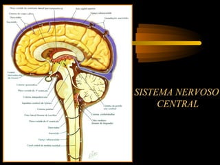 SISTEMA NERVOSO
CENTRAL
 