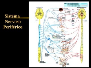 Sistema
Nervoso
Periférico
 