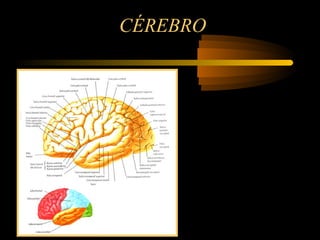 CÉREBRO
 