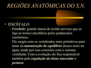 REGIÕES ANATÔMICAS DO S.N.
• ENCÉFALO
– Cerebelo: grande massa de tecido nervoso que se
liga ao tronco encefálico pelos pedúnculos
cerebelares.
Ele surgiu com os vertebrados mais primitivos para
atuar na manutenção do equilíbrio desses seres na
água, tendo por isso conexões com o sistema
vestibular. Com a evolução ele fica responsável
também pela regulação do tônus muscular e
postura.
 
