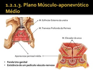 M. Esfíncter Externo da uretra 
M. Tranveso Profundo do Perineo 
Aponevrose perineal média 
M. Elevador do anus 
• Fenda Uro-genital 
• Existência de um pedículo vásculo-nervoso 
 