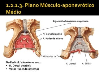 Ligamento transverso do períneo 
No Pedículo Vásculo-nervoso: 
• N. Dorsal do pénis 
• Vasos Pudendos internos 
N. Dorsal do pénis 
A. Pudenda Interna 
Glândulas de Cowper 
A. Uretral A. Bulbar 
 