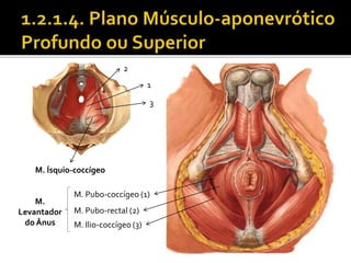M. Ísquio-coccígeo 
M. Pubo-coccígeo (1) 
M. Pubo-rectal (2) 
M. Ilio-coccígeo (3) 
M. 
Levantador 
do Ânus 
2 
1 
3 
 