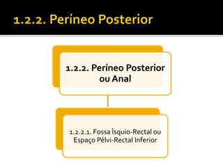 1.2.2. Períneo Posterior 
ou Anal 
1.2.2.1. Fossa Ísquio-Rectal ou 
Espaço Pélvi-Rectal Inferior 
 