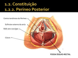 Centro tendinoso do Períneo 
Rafe ano-coccígea 
Cóccix 
FOSSA ÍSQUIO-RECTAL 
Esfíncter externo do anús 
 