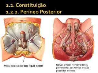 Massa adiposa da Fossa Ísquio-Rectal Nervos e Vasos Hemorroidários 
provenientes dos Nervos e vasos 
pudendos internos 
 