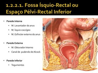 • Parede Interna 
• M. Levantador do anus 
• M. Ísquio-coccígeo 
• M. Esfíncter externo do anus 
• Parede Externa 
• M. Obturador Interno 
• Canal de pudendo de Alcock 
• Parede Inferior 
• Tegumentos 
 