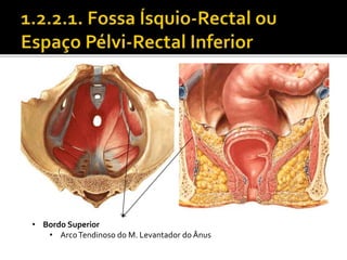 • Bordo Superior 
• Arco Tendinoso do M. Levantador do Ânus 
 