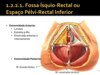 • Extremidade Anterior 
• Limites 
• Estreito pa 
• Encerrado anterior e 
internamente 
• Extremidade Posterior 
M. Grande Glúteo 
M. Levantador do ânus 
 