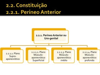2.2.1. Períneo Anterior ou 
Uro-genital 
2.2.1.1. Plano 
Supra-aponevrótico 
2.2.1.2. Plano 
Músculo-aponevrótico 
Superficiial 
2.2.1.3. Plano 
Músculo-aponevrótico 
médio 
2.2.1.4. Plano 
Músculo-aponevrótico 
profundo 
 