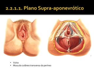 • Vulva 
• Musculo cutâneo transverso do períneo 
 